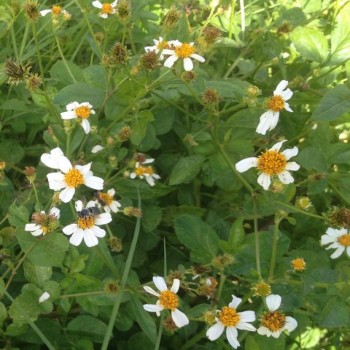 Bidens Pilosa